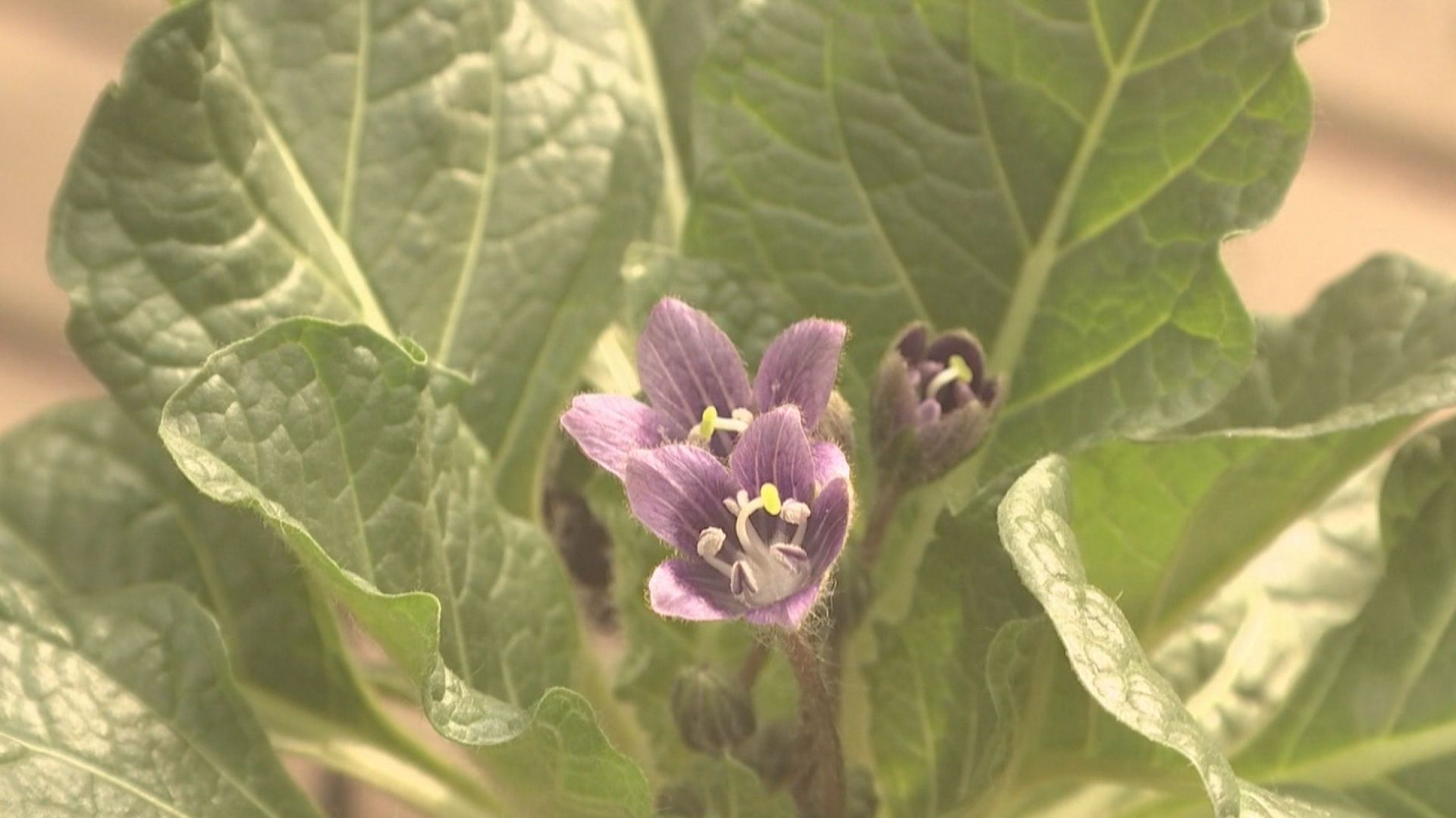 南あわじ市で伝説の植物が開花 映画 ハリー ポッター にも登場 サンテレビニュース