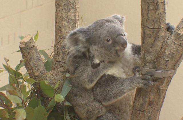 コアラの赤ちゃんすくすく成長 神戸市立王子動物園 サンテレビニュース