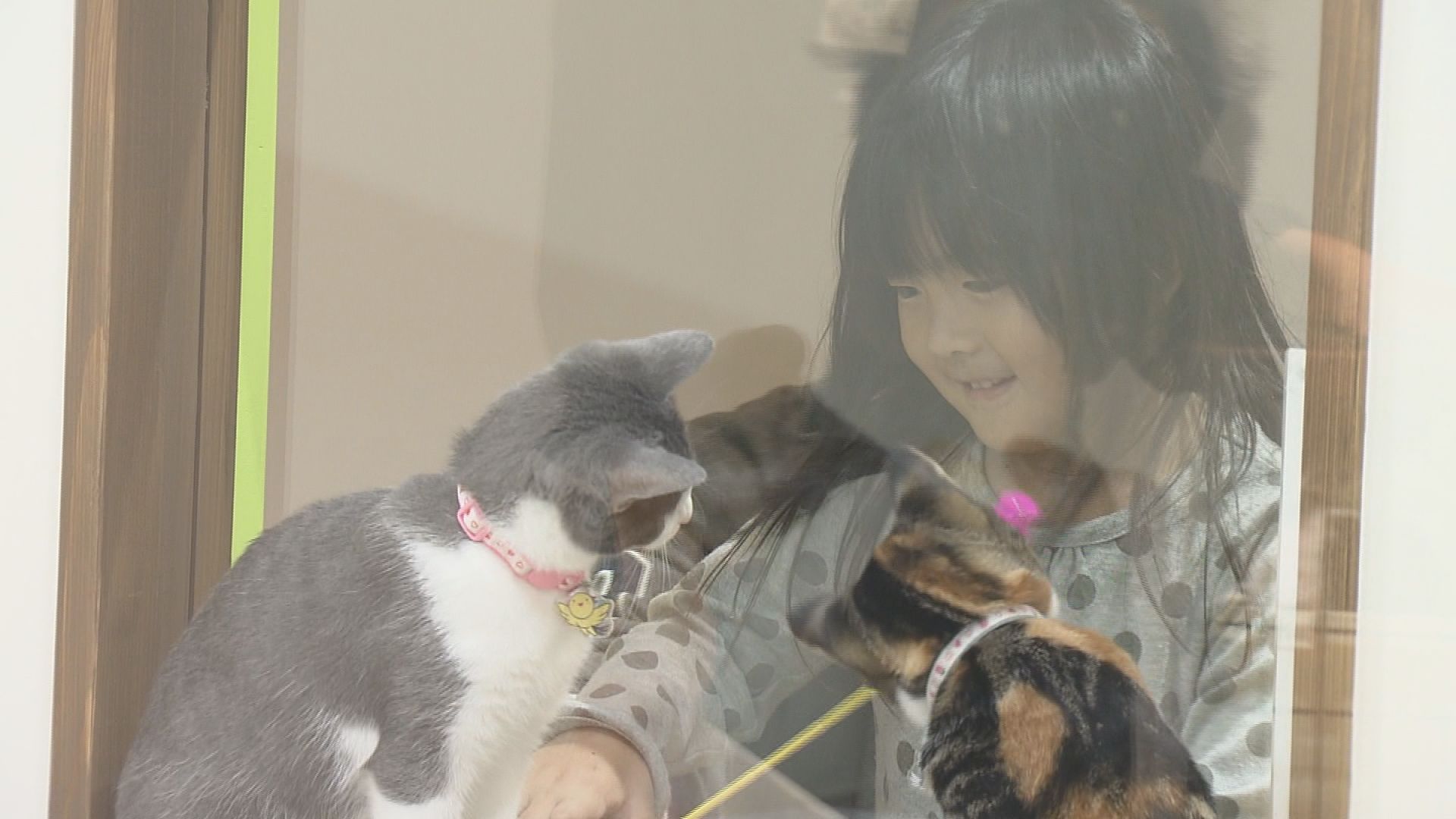 快適な猫との生活紹介 兵庫県動物愛護センターにモデルルーム サンテレビニュース