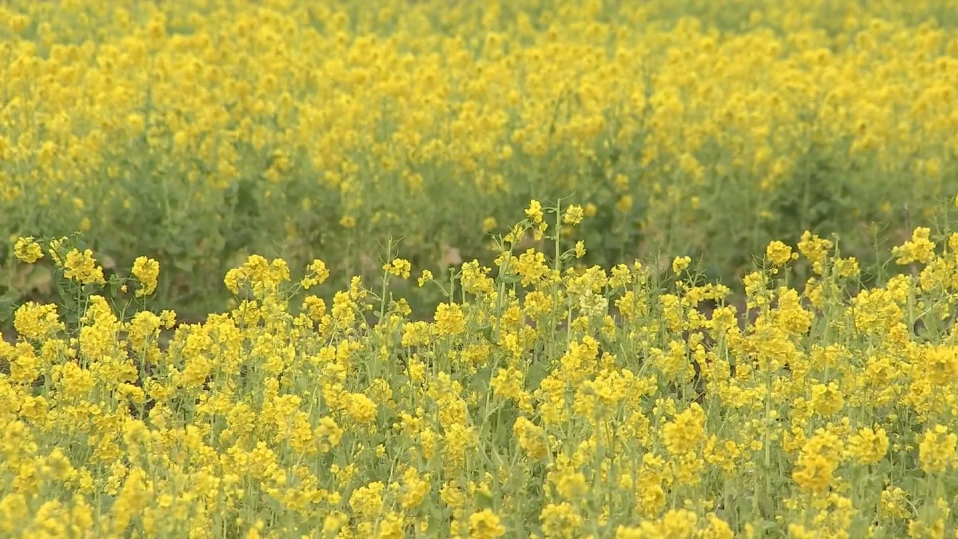 香美町の農園で菜の花が満開 一足早い春の風景 サンテレビニュース