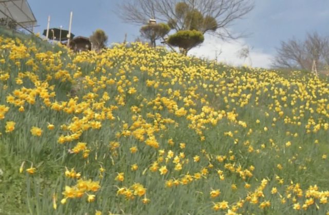 淡路市 水仙の丘 鮮やかな黄色の花が揺れる サンテレビニュース
