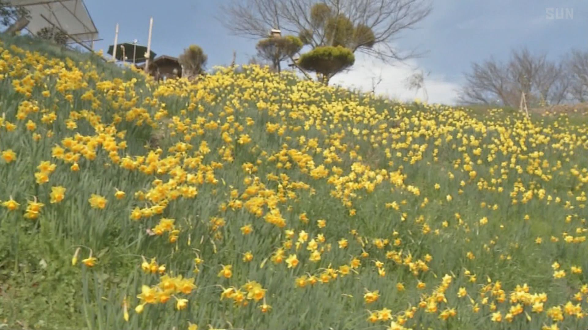 淡路市 水仙の丘 鮮やかな黄色の花が揺れる サンテレビニュース