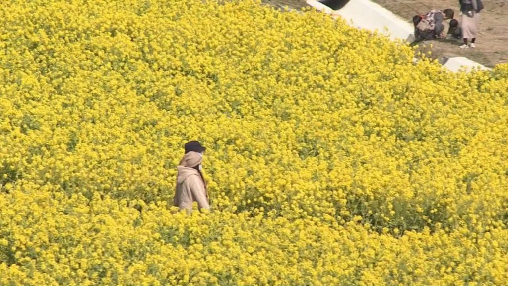 あわじ花さじきで菜の花が見頃 淡路市の花の名所 サンテレビニュース