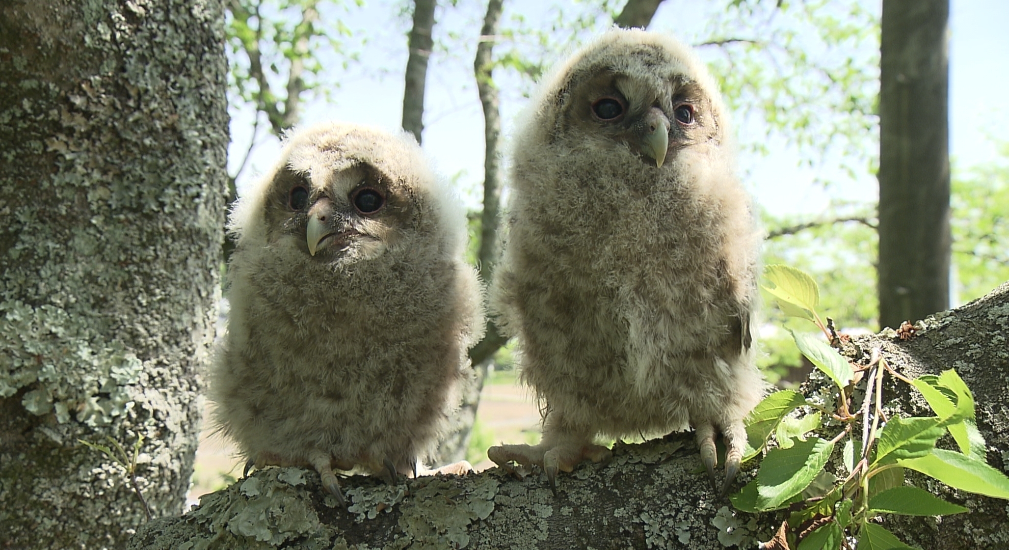 すくすく育つ フクロウのひな 住民が見守る サンテレビニュース