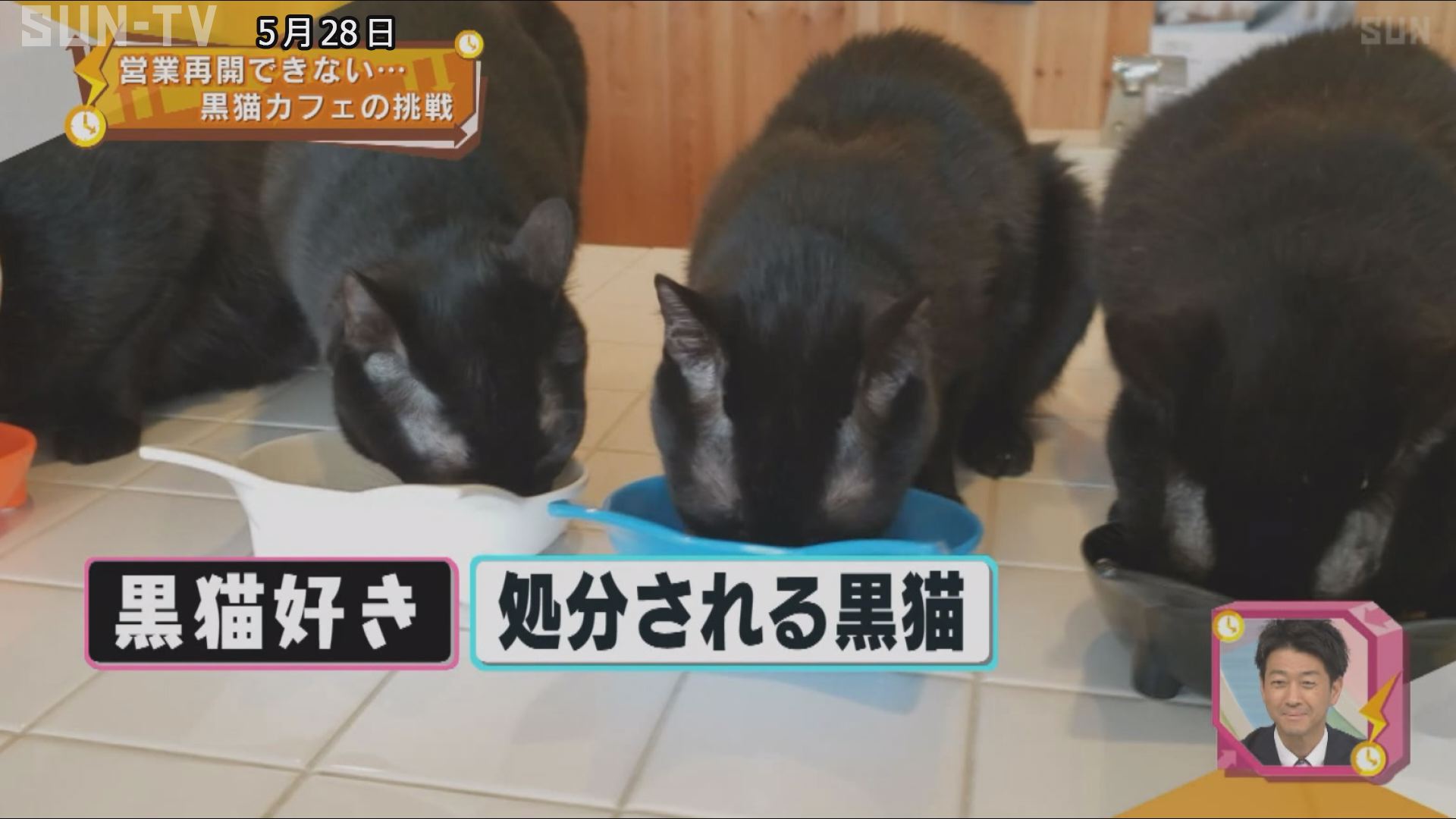 営業再開できない 世界唯一の猫カフェ サンテレビニュース