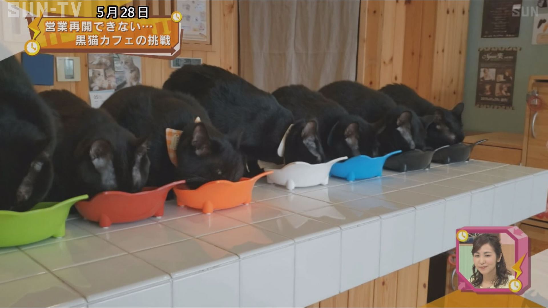 営業再開できない 世界唯一の猫カフェ サンテレビニュース