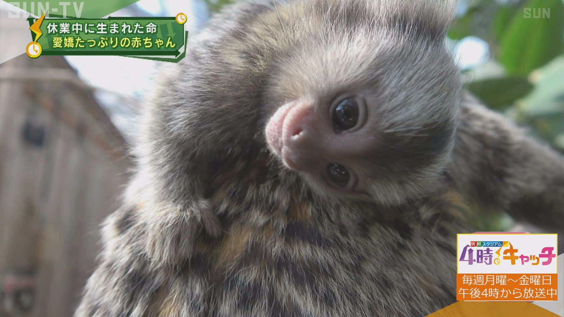 新着 神戸どうぶつ王国の赤ちゃん サンテレビニュース