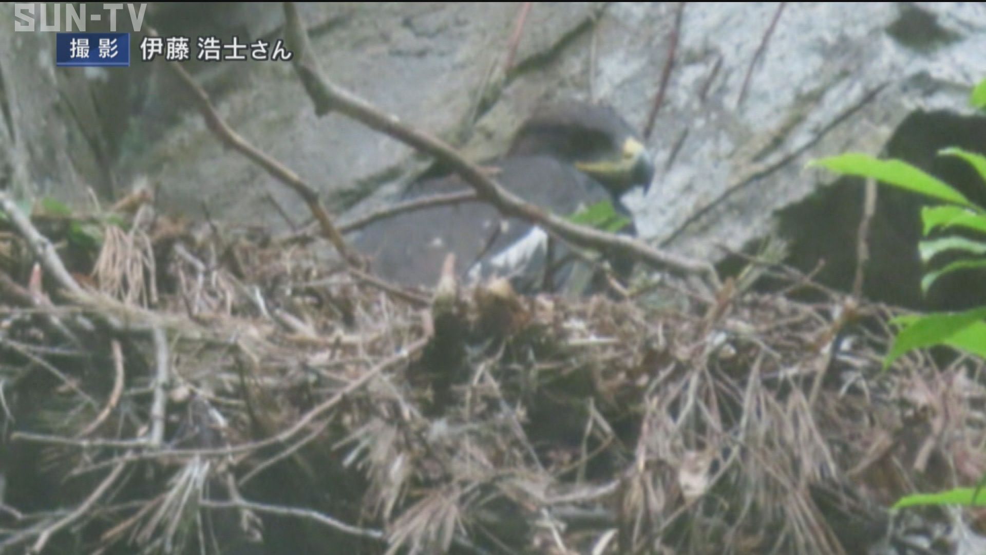 絶滅危惧種 ニホンイヌワシの繁殖を確認 兵庫県内では16年ぶり サンテレビニュース