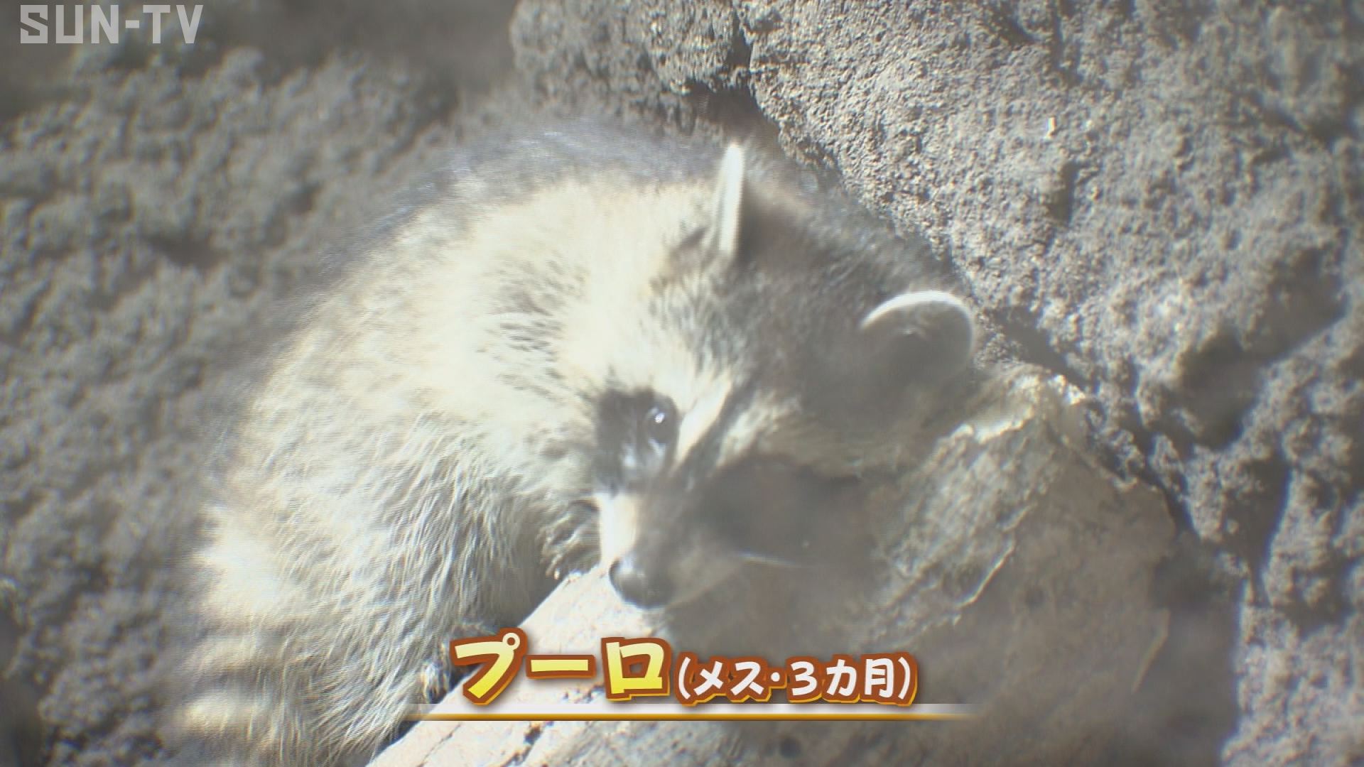 休園中に誕生のアライグマの赤ちゃん 神戸どうぶつ王国が公開 サンテレビニュース