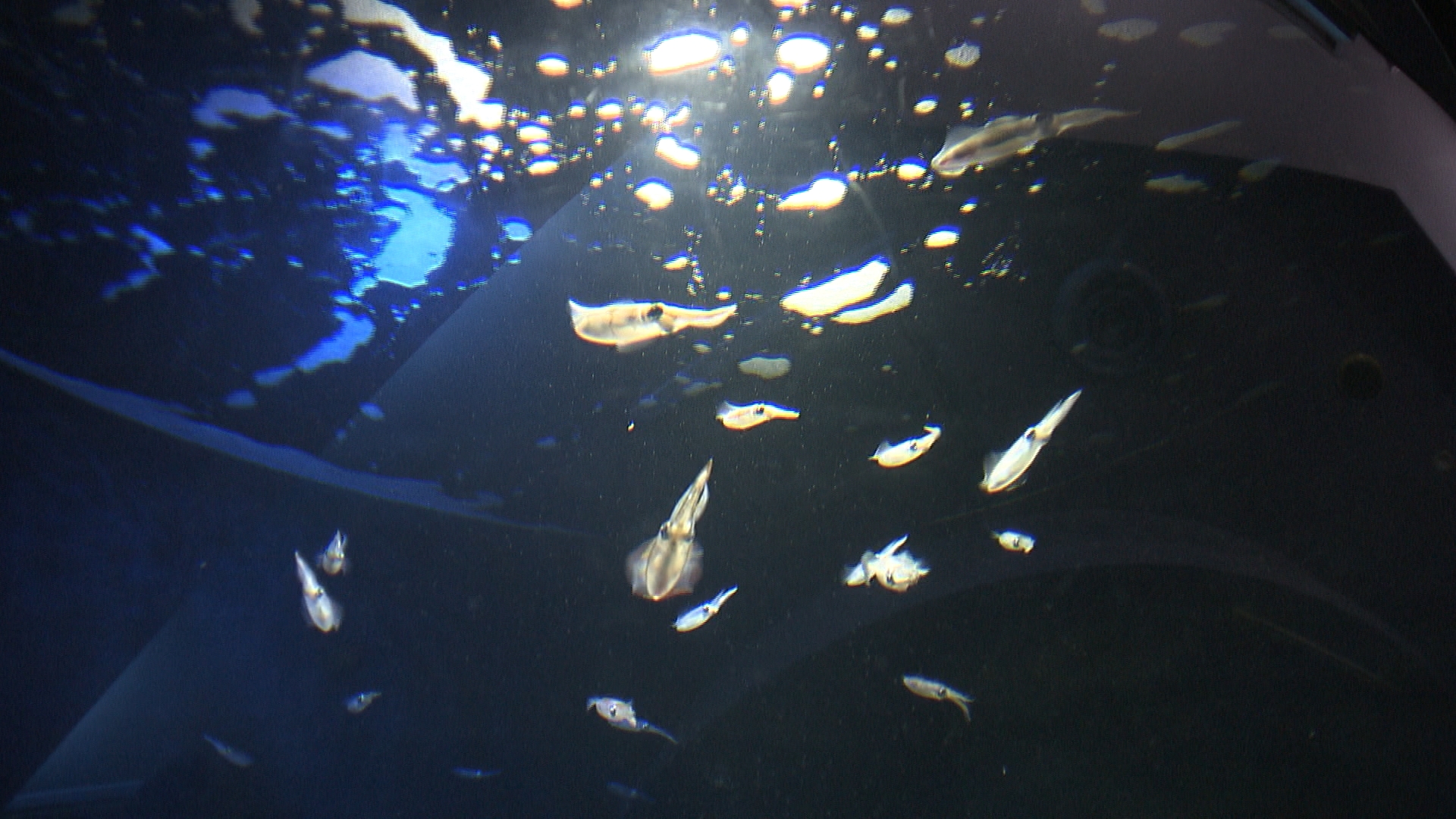 アオリイカの子どもを展示 須磨海浜水族園 サンテレビニュース