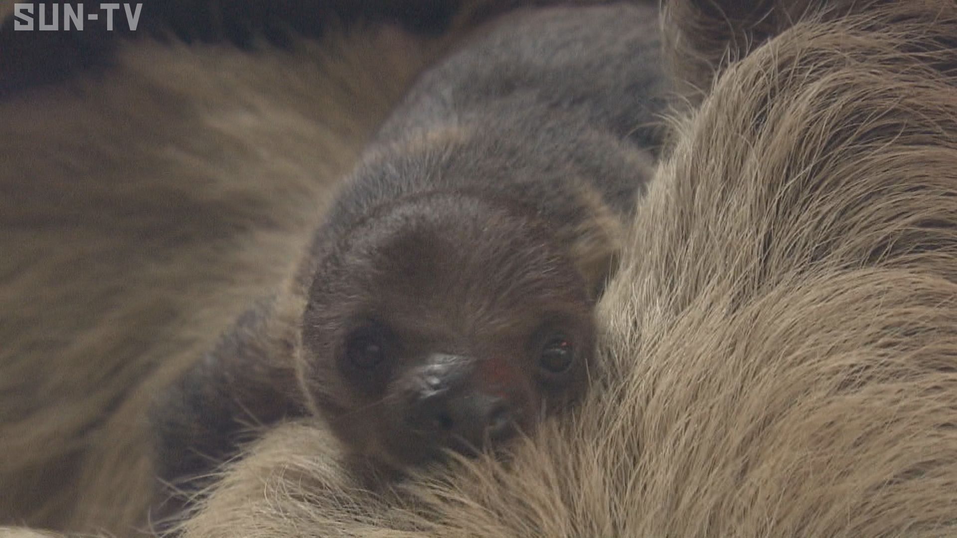 フタユビナマケモノの赤ちゃん一般公開 神戸どうぶつ王国で初の繁殖 サンテレビニュース