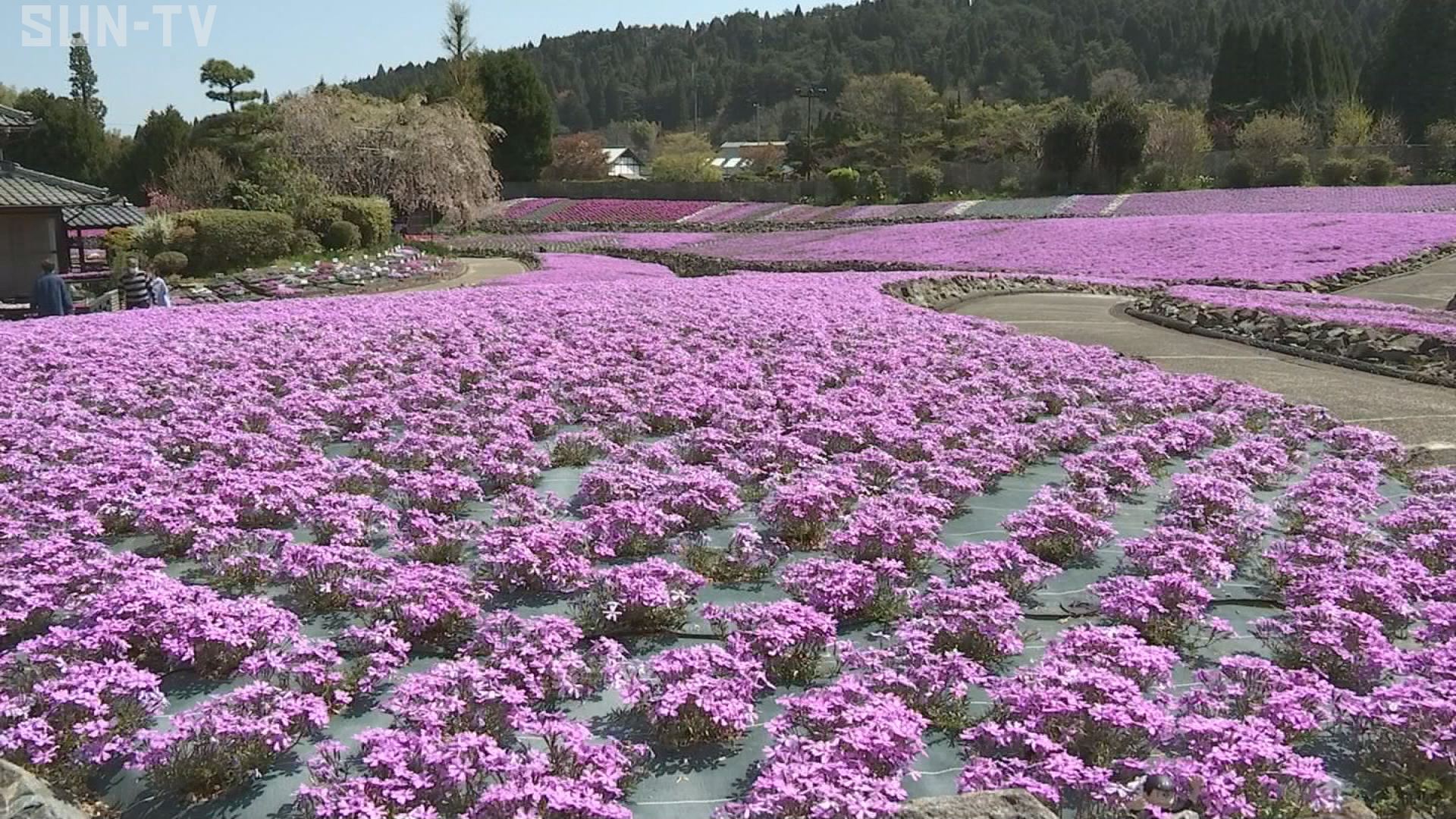 三田でシバザクラが見頃 約60品種が咲き誇る サンテレビニュース