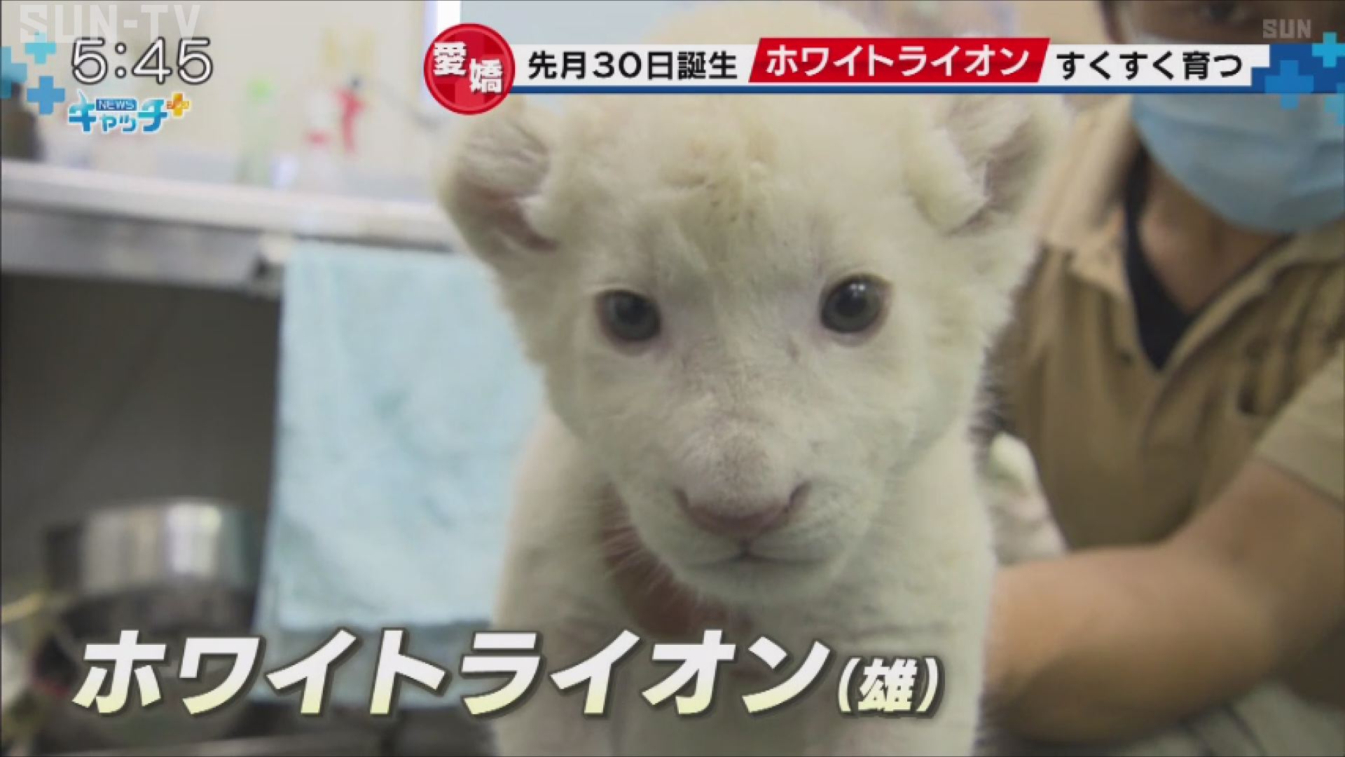 ホワイトライオンの赤ちゃん元気に育つ 姫路セントラルパーク サンテレビニュース
