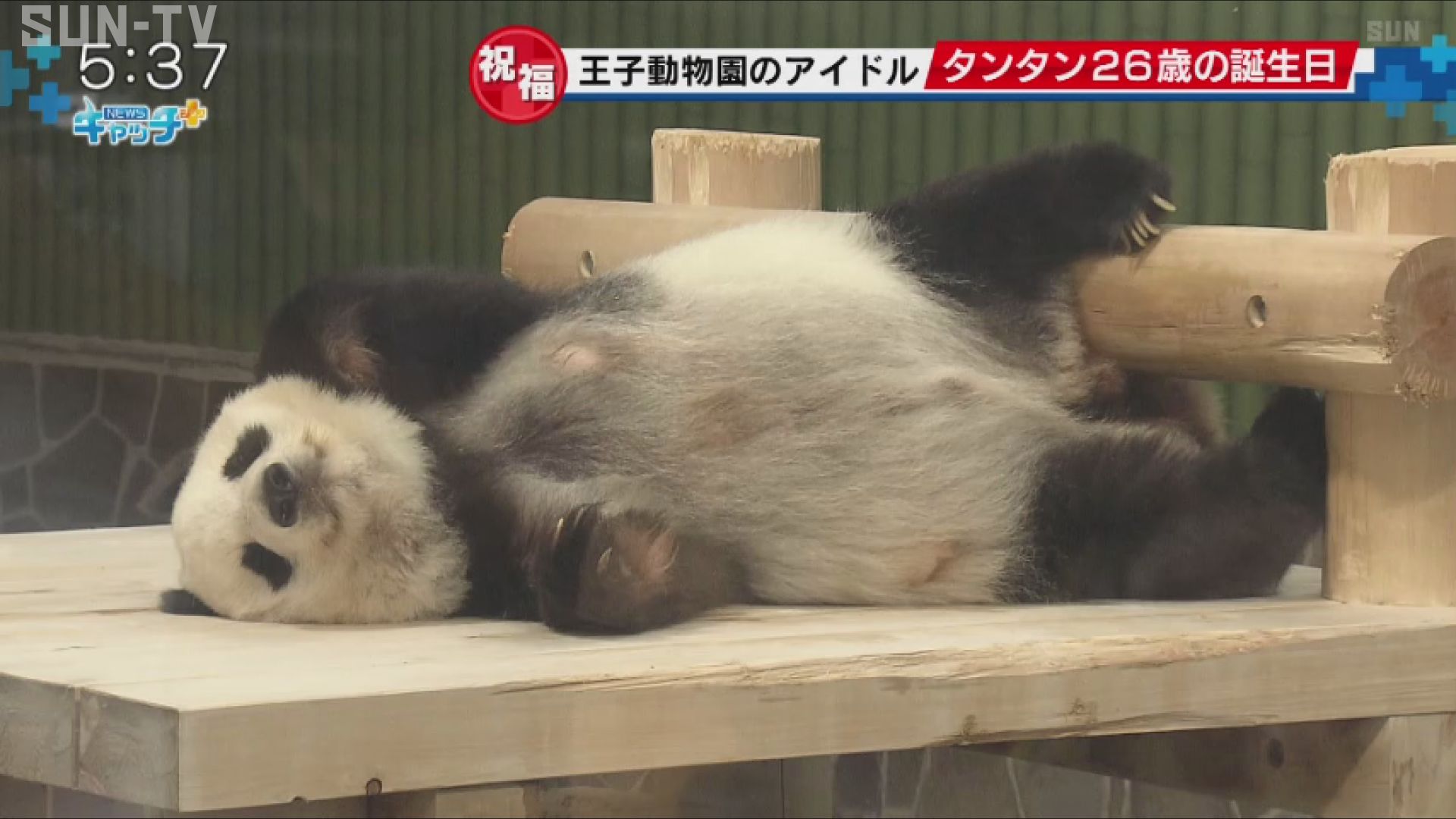 王子動物園のタンタンが26歳の誕生日 - サンテレビニュース