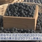 丹波で黒大豆の出荷が最盛期 - サンテレビニュース