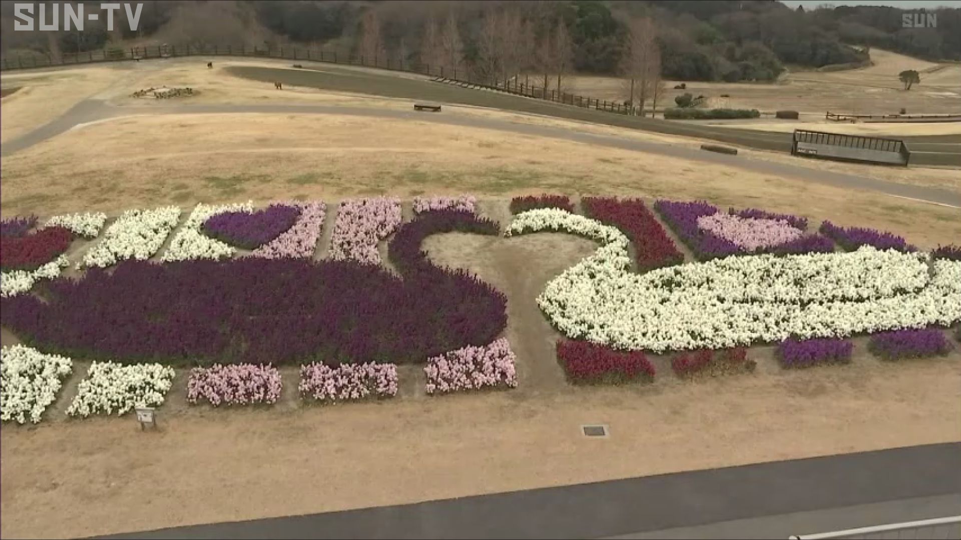 あわじ花さじきでストックの花が見頃 サンテレビニュース