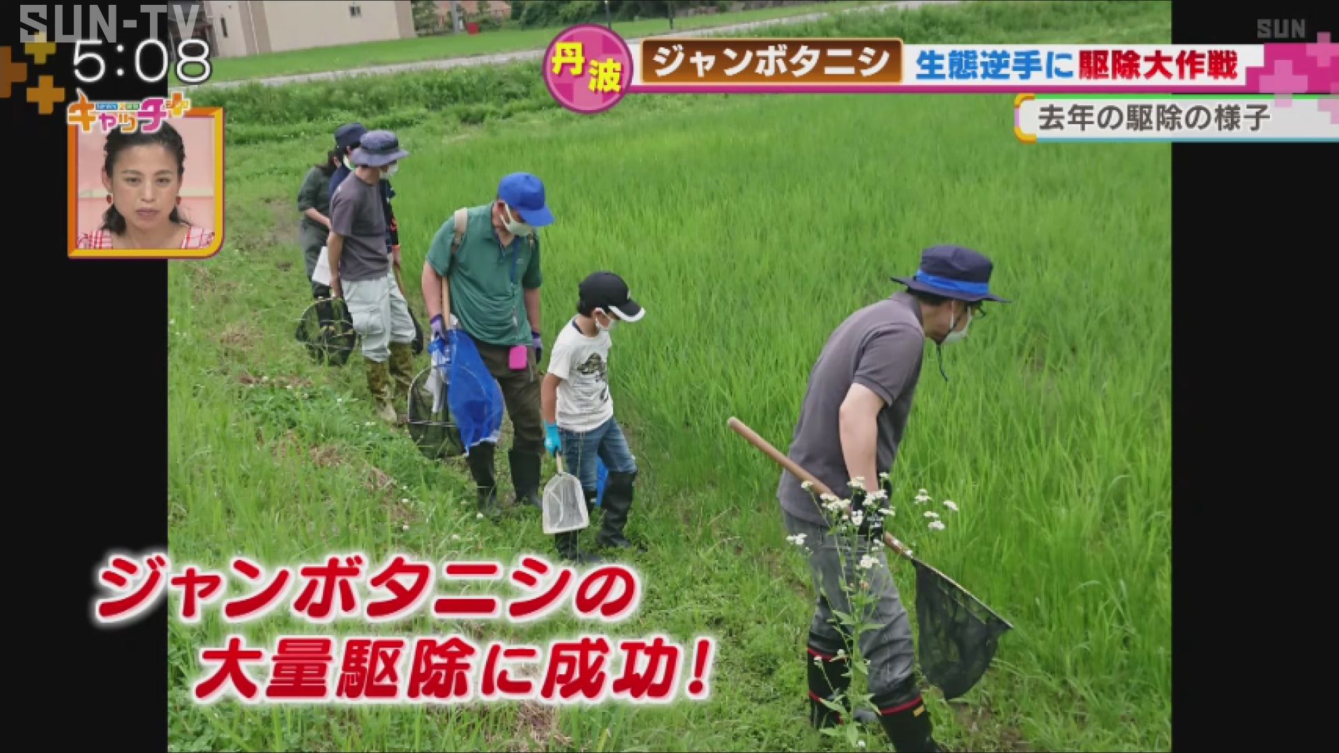 ジャンボタニシ駆除大作戦 丹波市市島町の取り組み サンテレビニュース