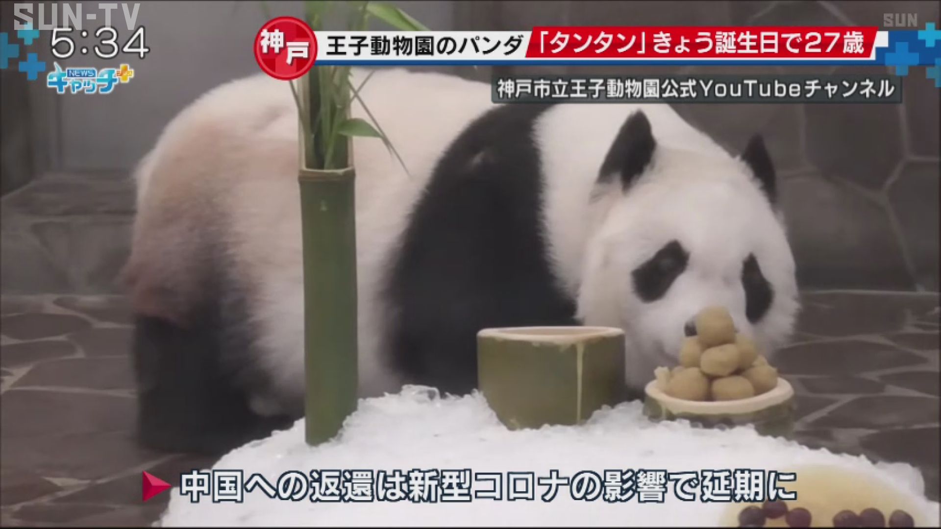 王子動物園のパンダ「タンタン」 ２７歳の誕生日 - サンテレビニュース